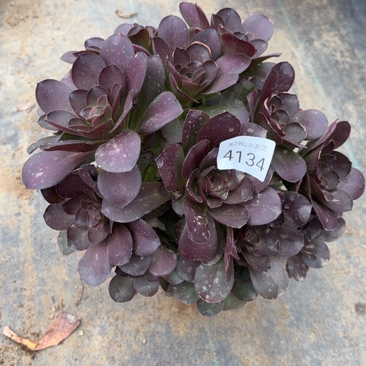 魅金玫瑰多肉4134