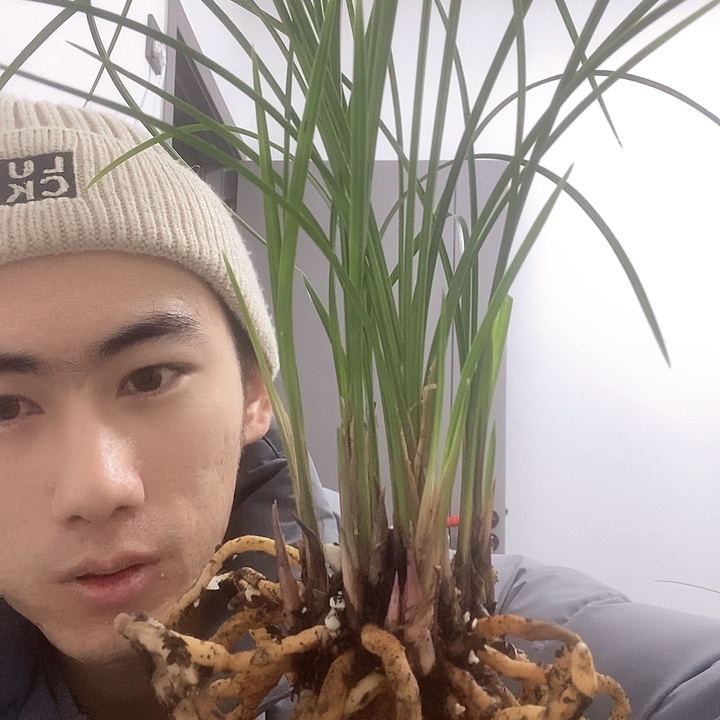 完全开放陌*路雪里红兰花