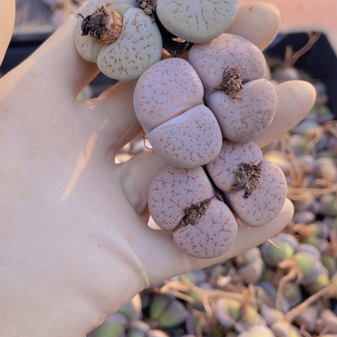 3颗双头曲玉88888888888888