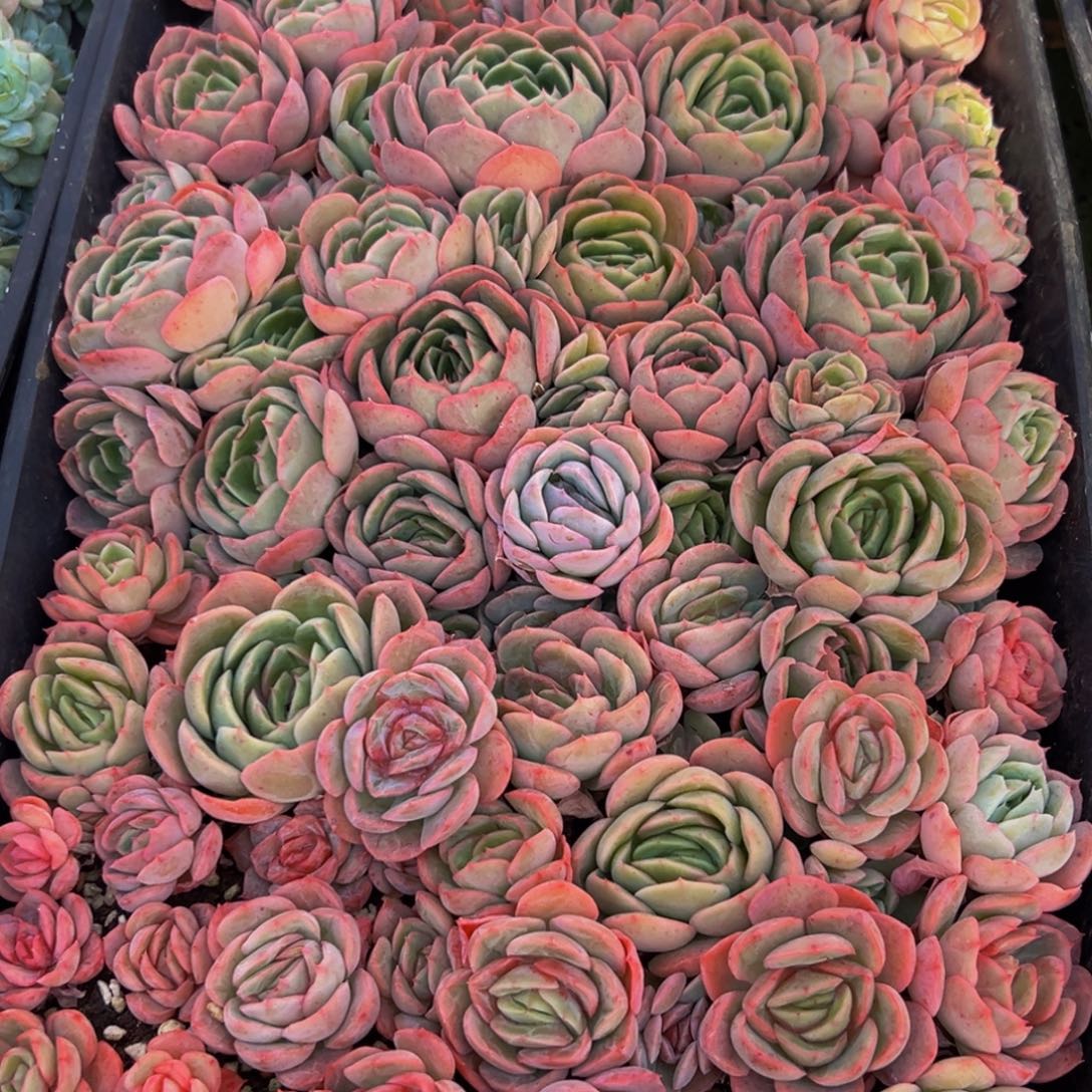 梦***子806得颠三倒四做贼心虚