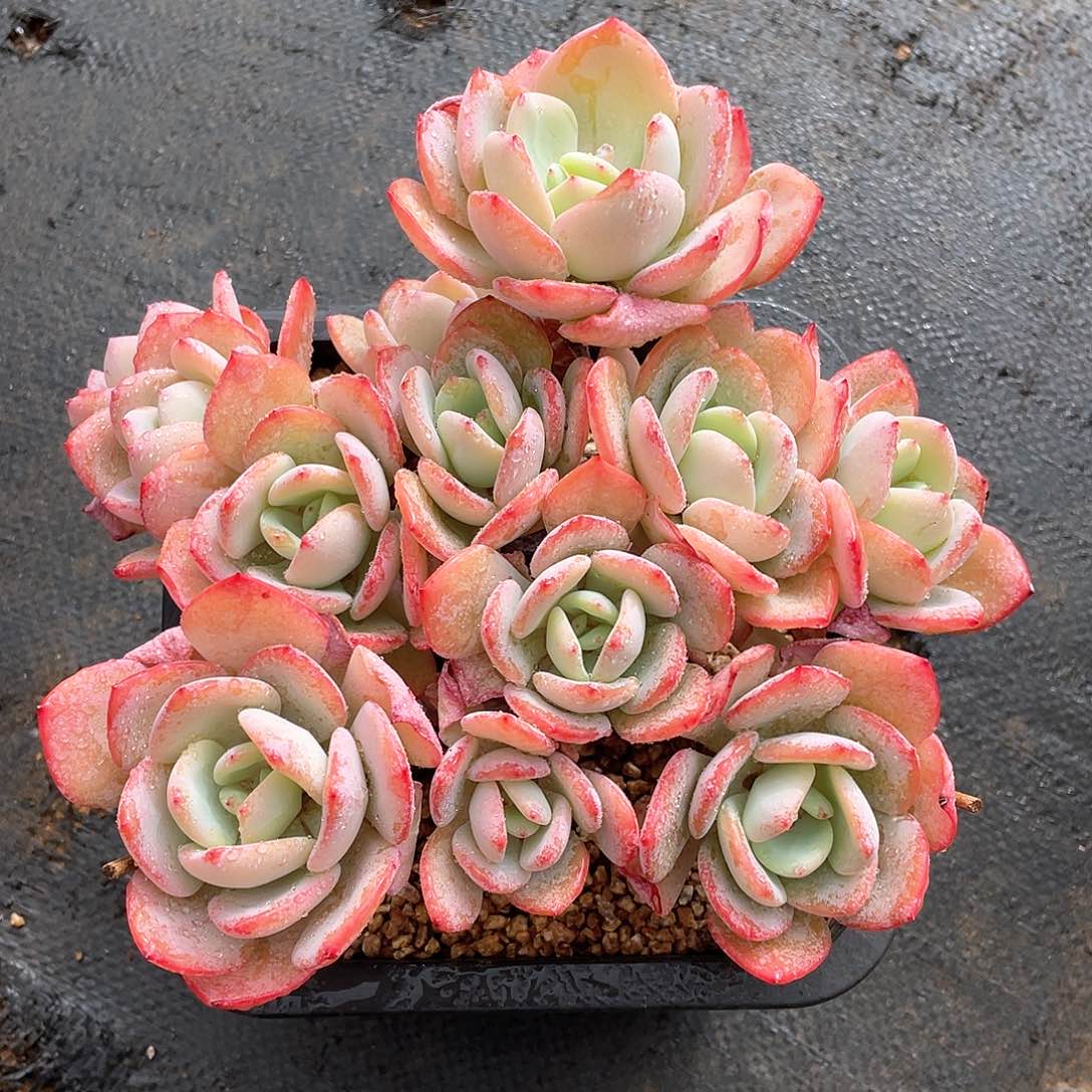 多肉植物多肉植物