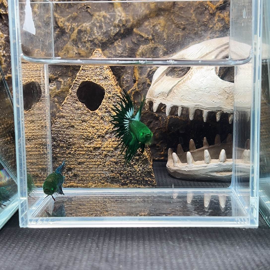 斗鱼精品精品精品精品精品精品