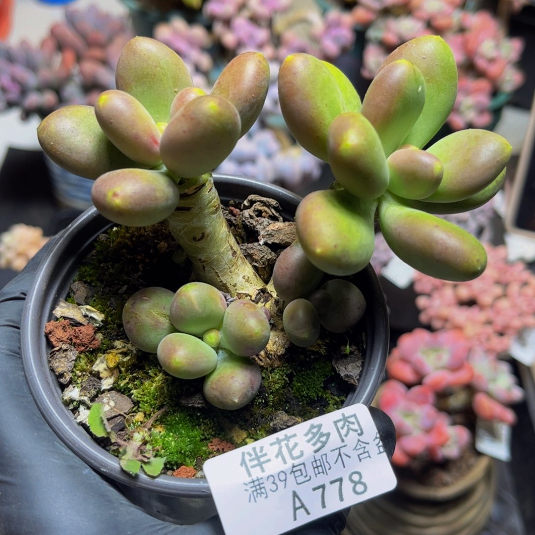 778芒果奶10.5厘米