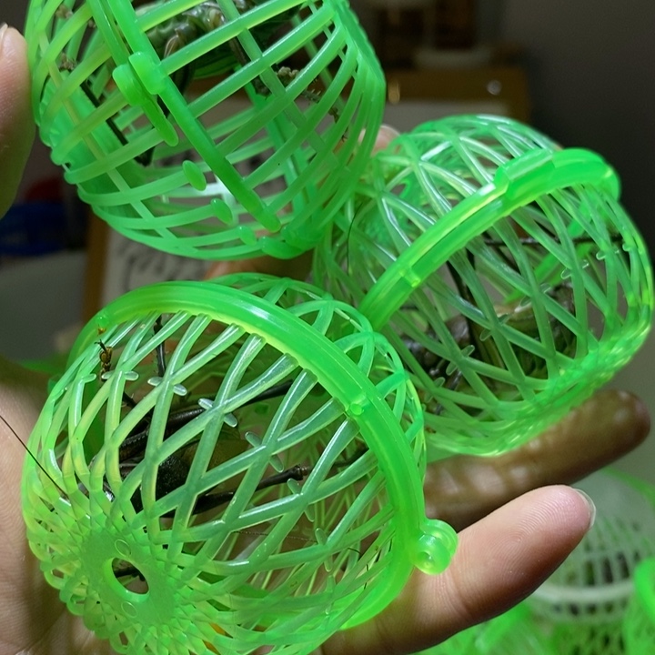 蝈蝈断须三只包活保叫7天开始叫