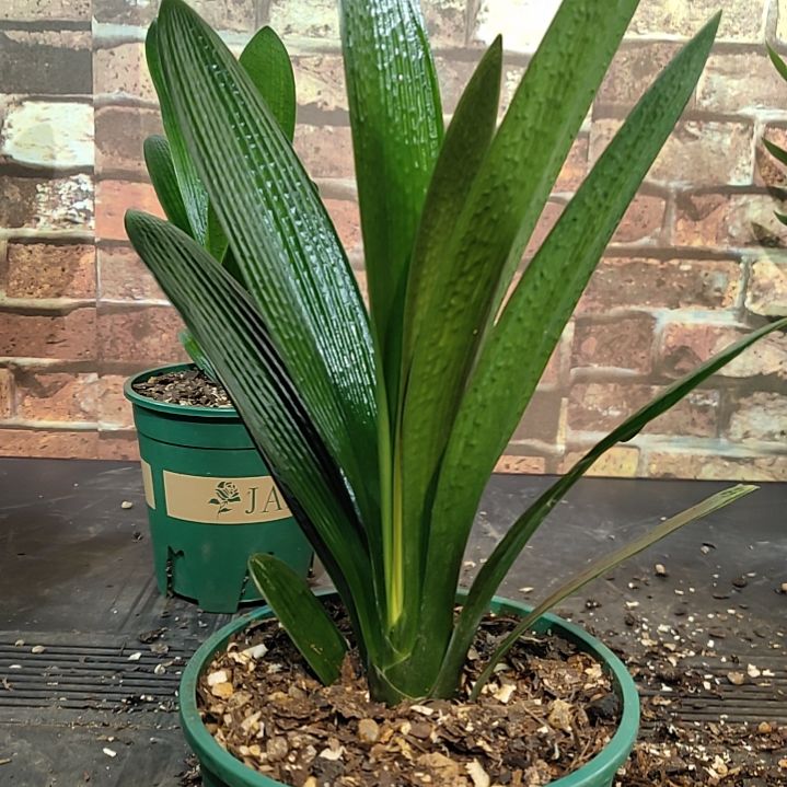完全开放11111111111