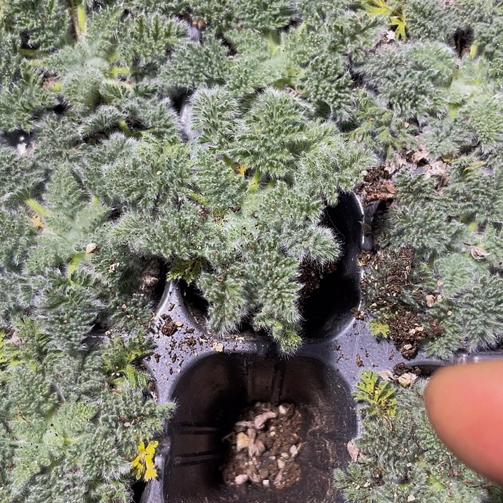 羽叶阳葵2.8带土发货