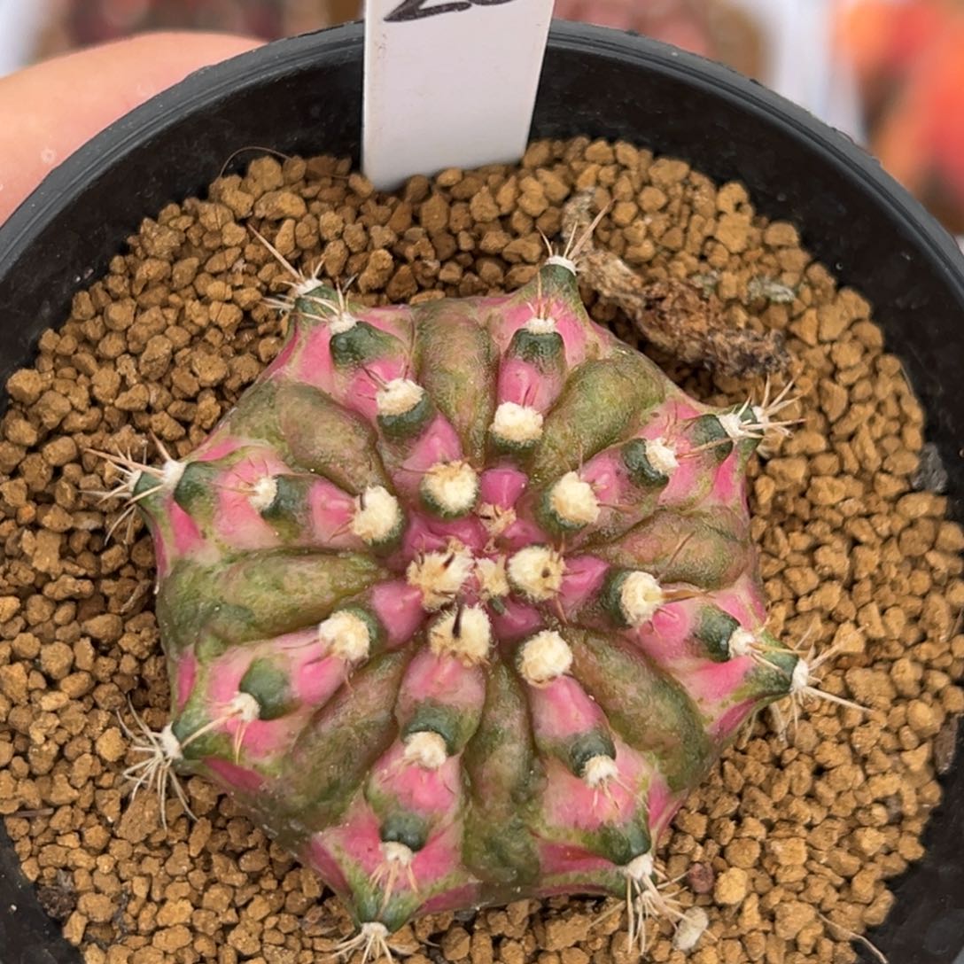 泰系实生海神2000