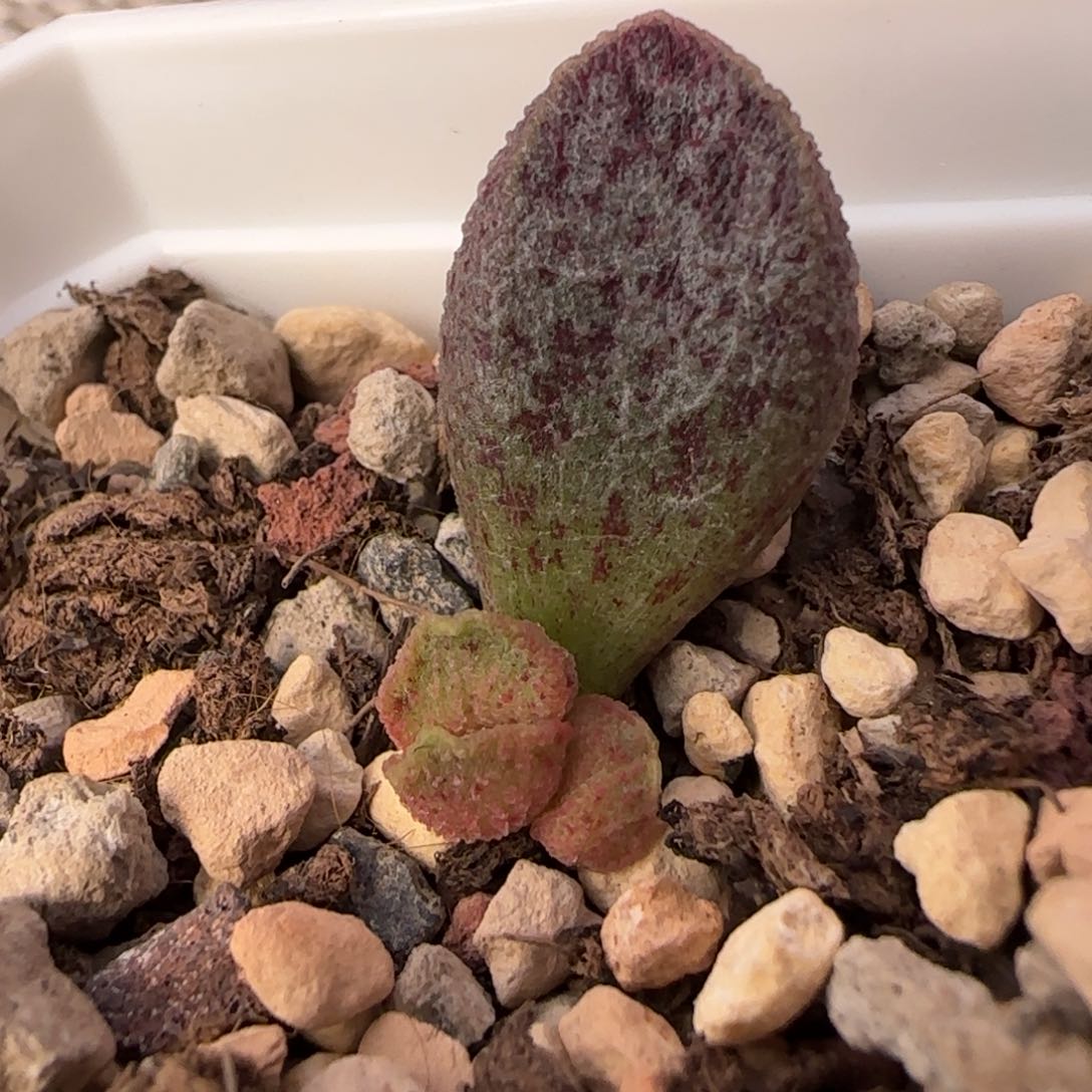 孔雀翎多肉植物水泡