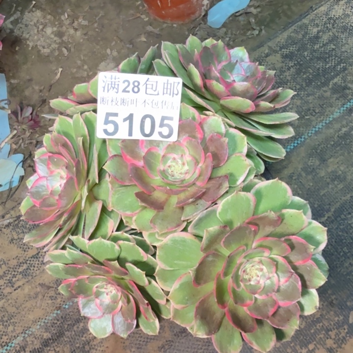 5105分花妖多肉植物