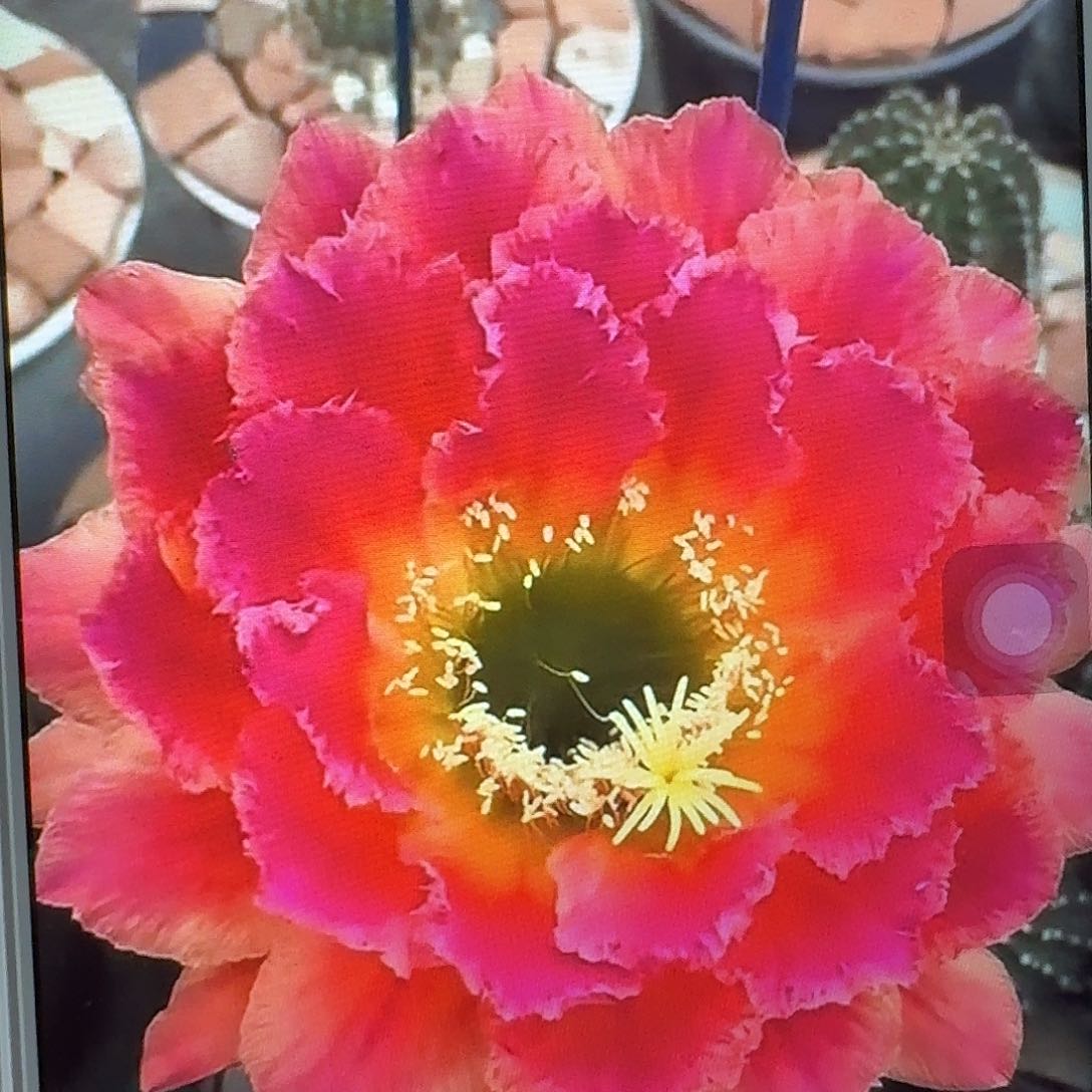 春春侧芽5公分毛花柱仙人球
