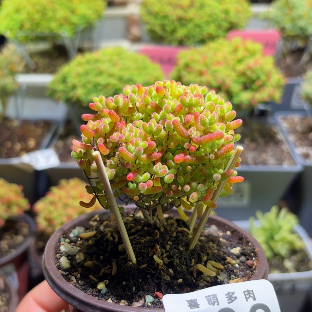 枝干番杏密橘糖球803