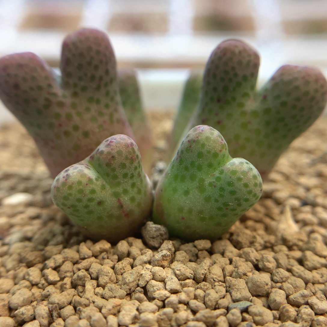 大型斑马 肉锥植物