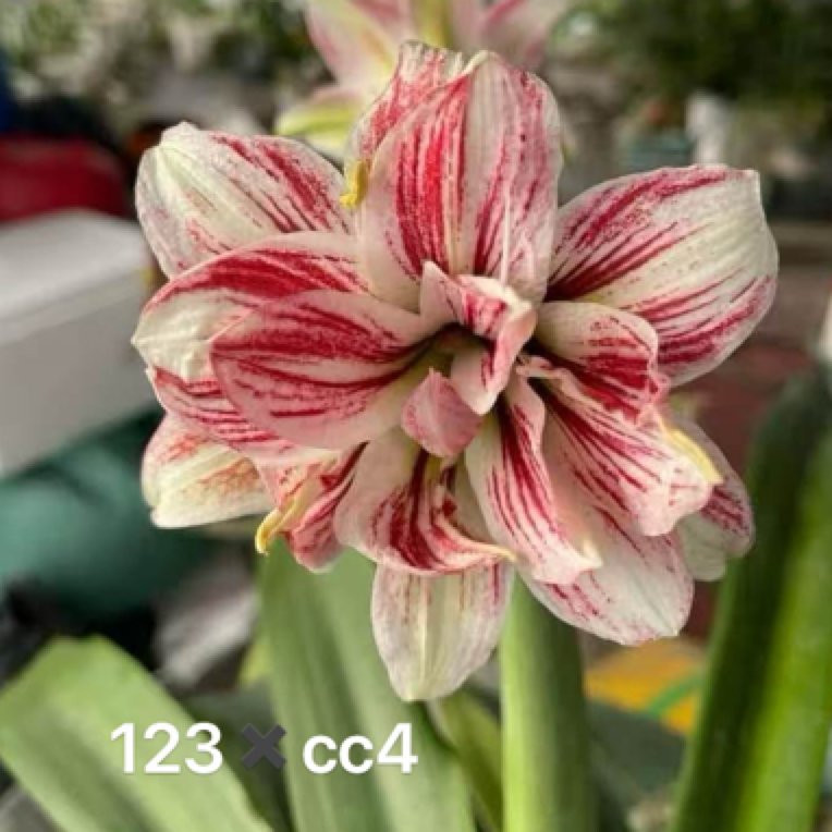 时越园艺 越南朱 CC4✖️123，侧球