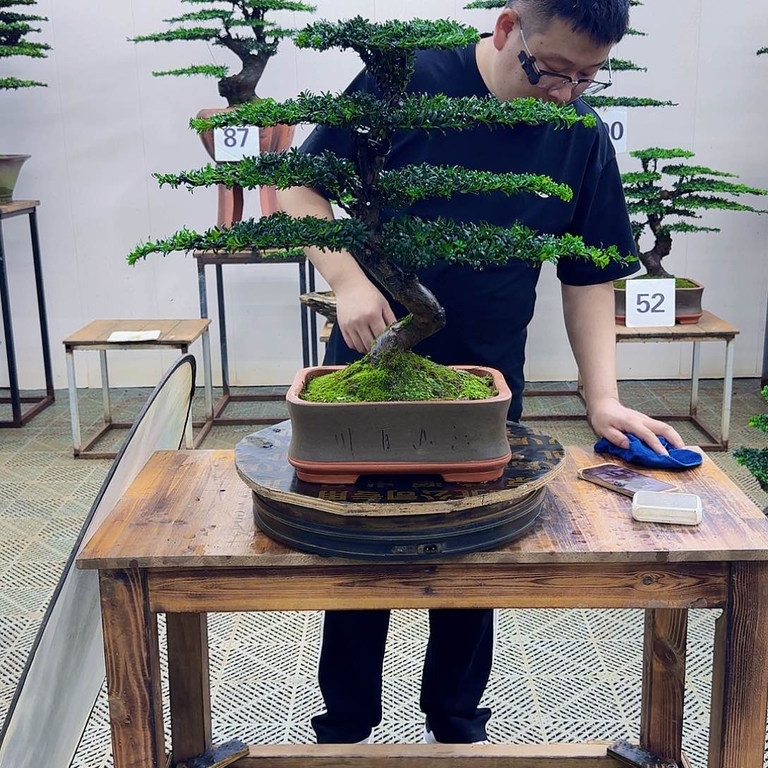 无花朵珍珠罗汉松造型盆景