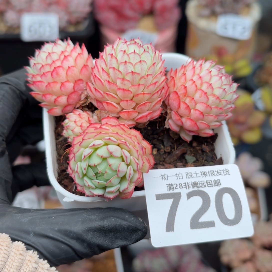 小红船无盆土发货