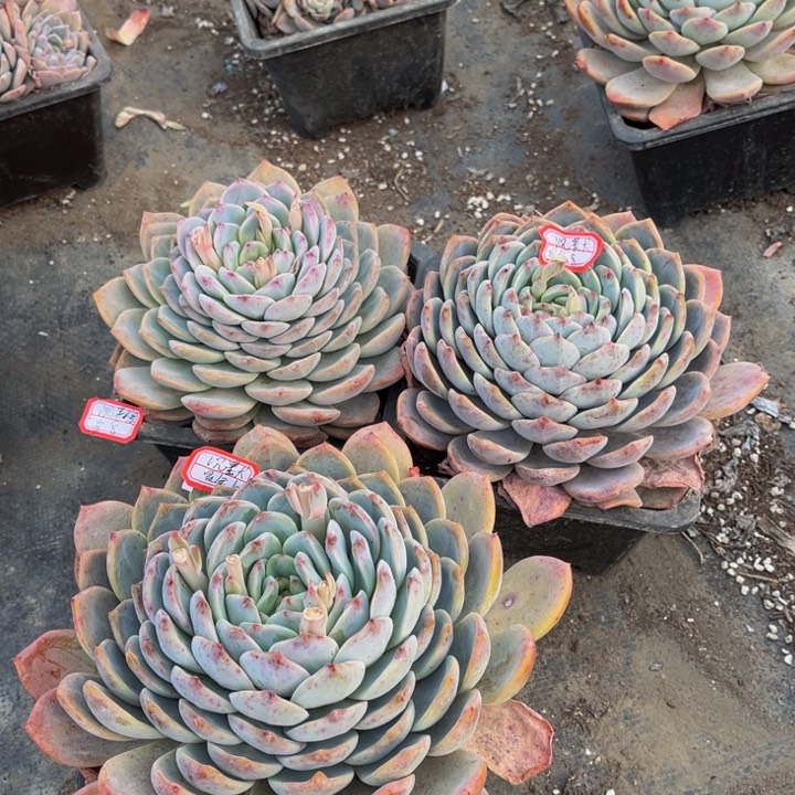 沉**金冰糖雪梨大单头三颗