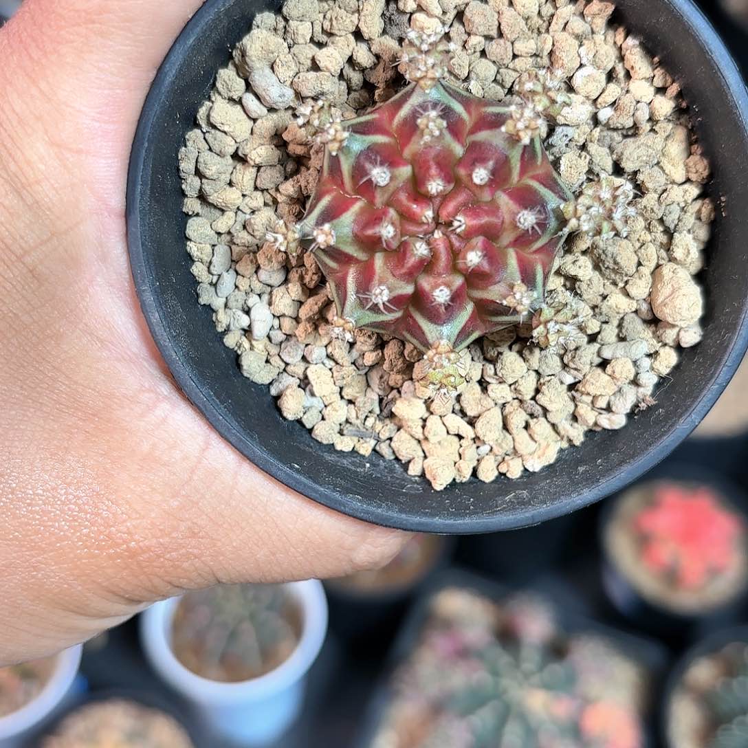 泰系米哈仙人球9号