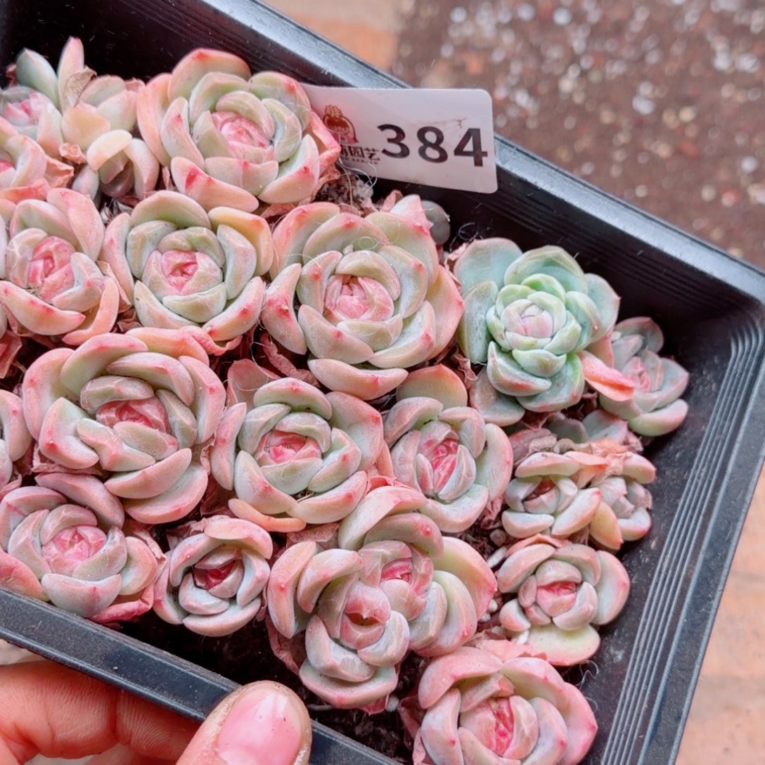 度***多肉植物多肉植物