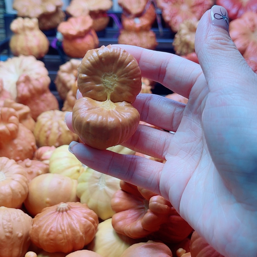 ℃***氷墨西哥葫芦可盘可摆