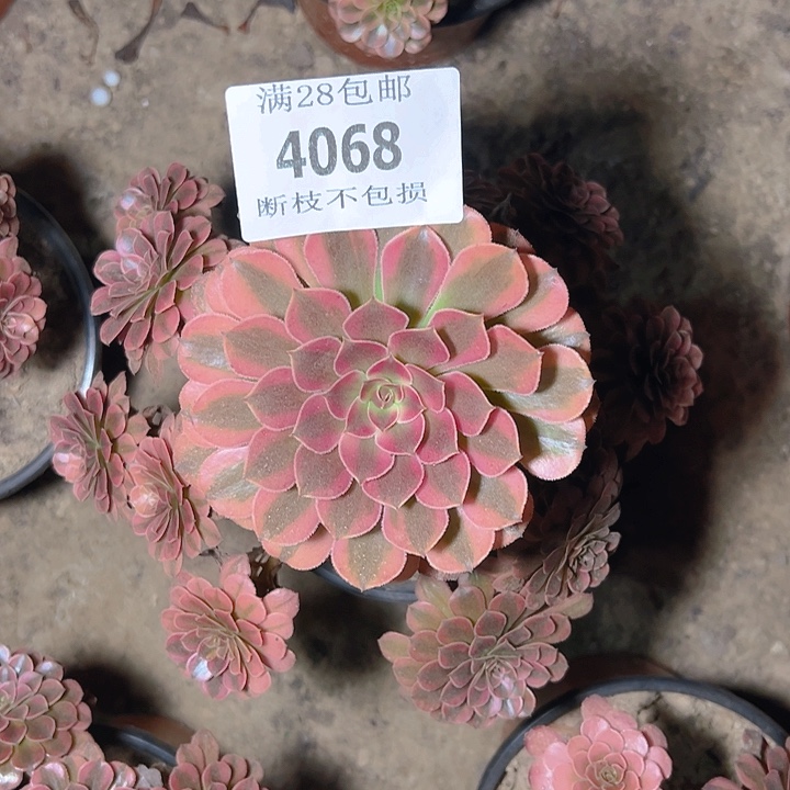 4068黑同白多肉植物