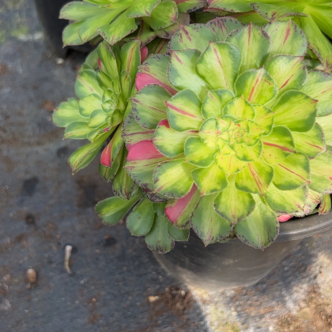 138知否某多肉多肉多肉多肉