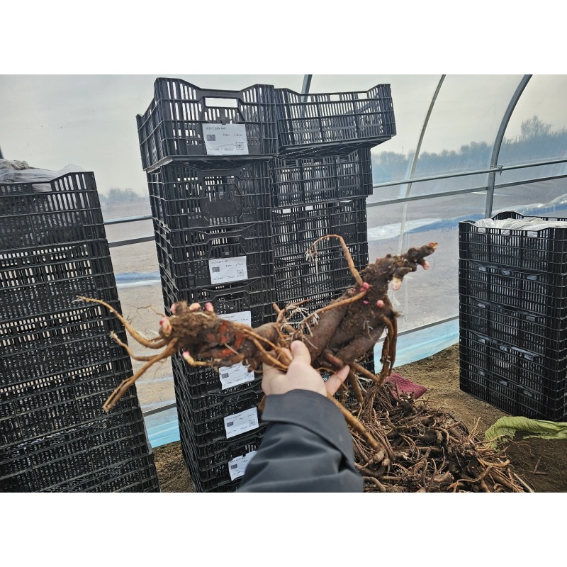 高端芍药【进口芍药苗】芍药苗 地栽盆栽绿化工程花展 园林 可咨询 