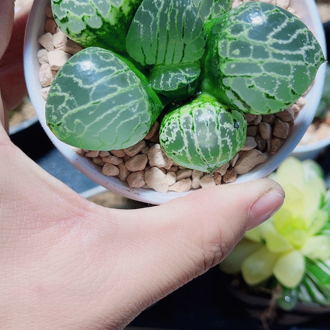 丸叶变异水晶康平