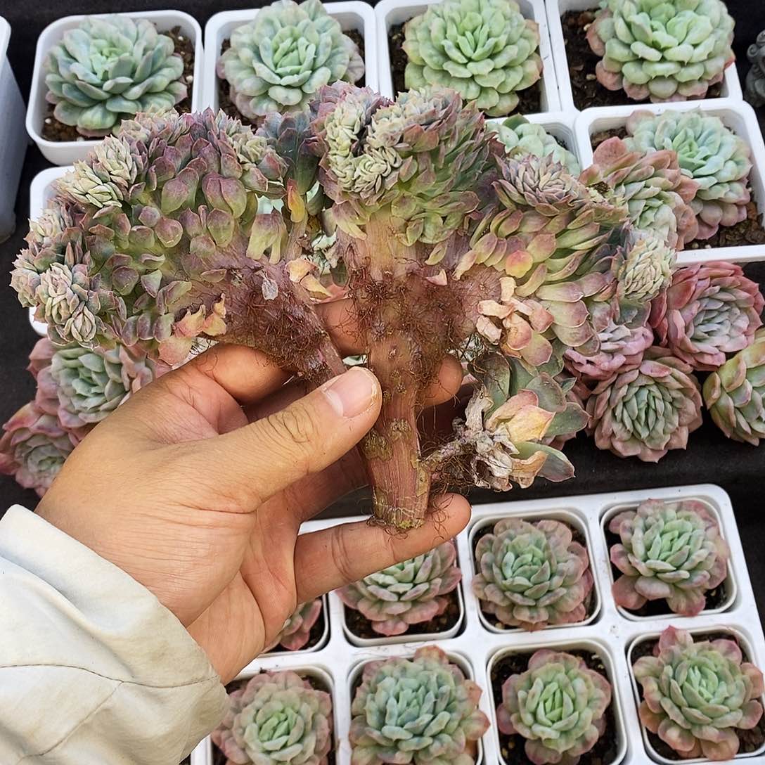 泡泡缀化泡泡缀化