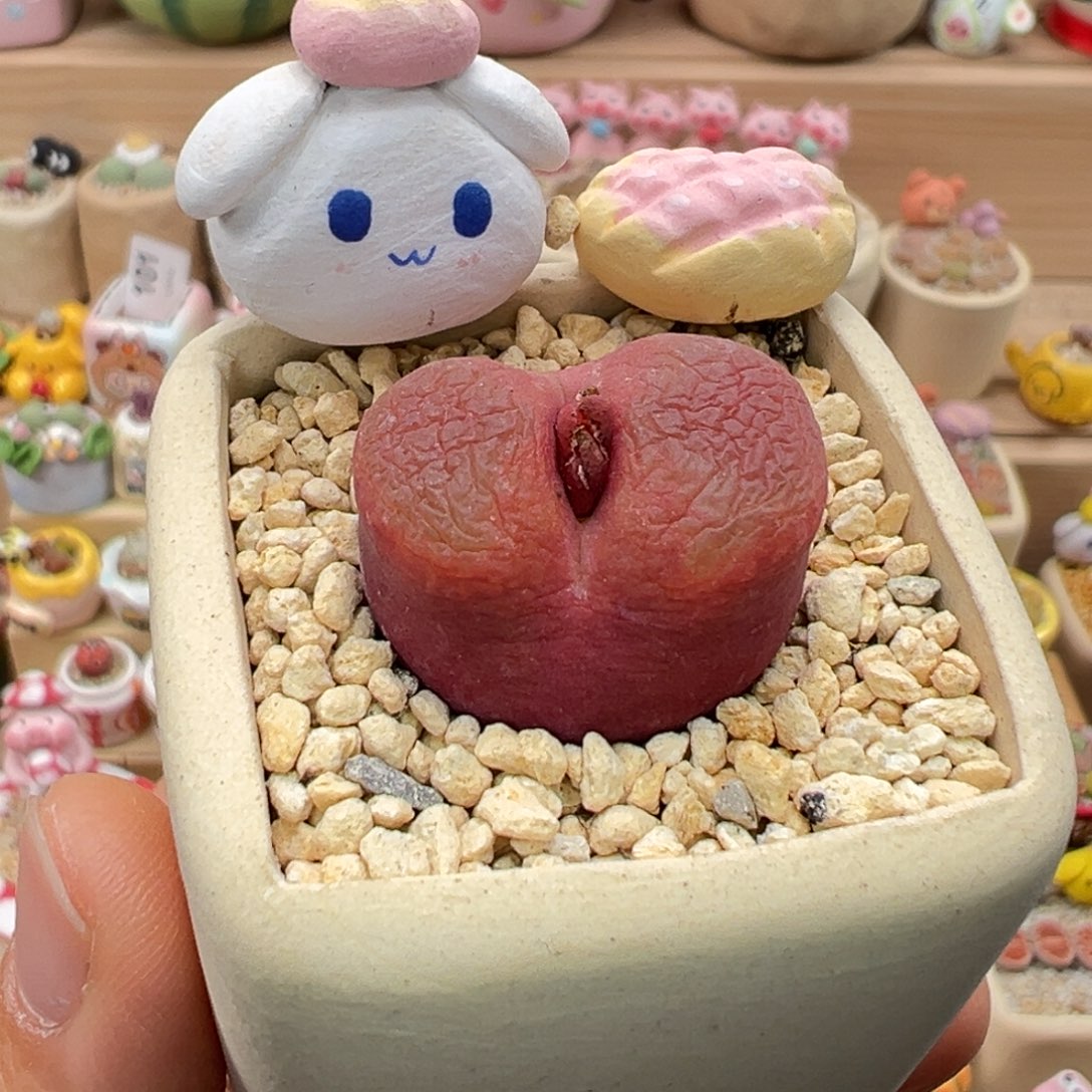 多肉植物103号红毛