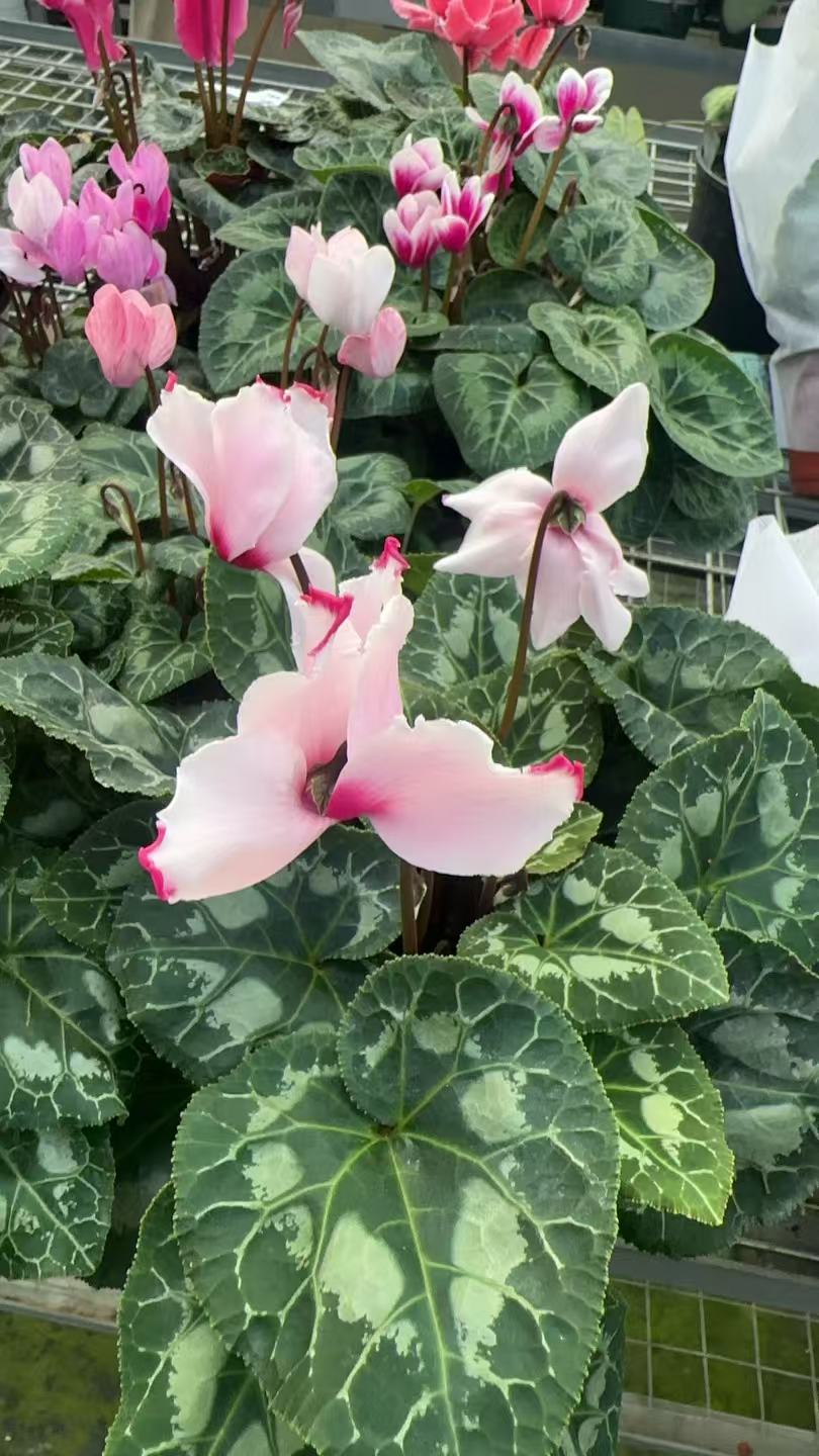 一代蓝色大盆（维多利亚）