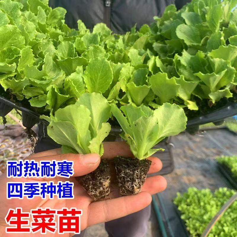 耐寒意大利生菜菜苗大速生菜秧苗四季秋冬蔬菜盆栽奶油阳台带土