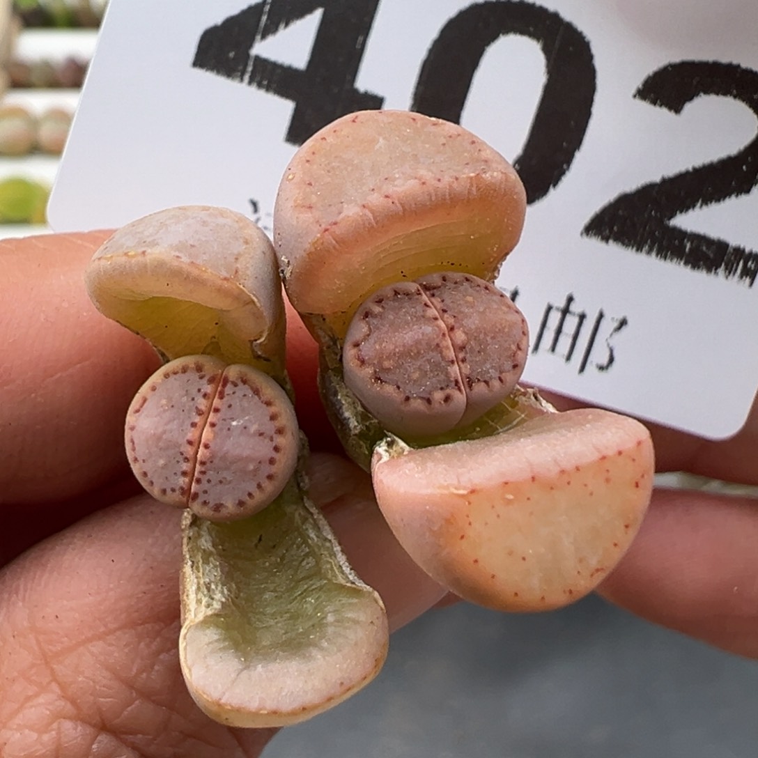 3.7好看的多肉脱土发货402高腿