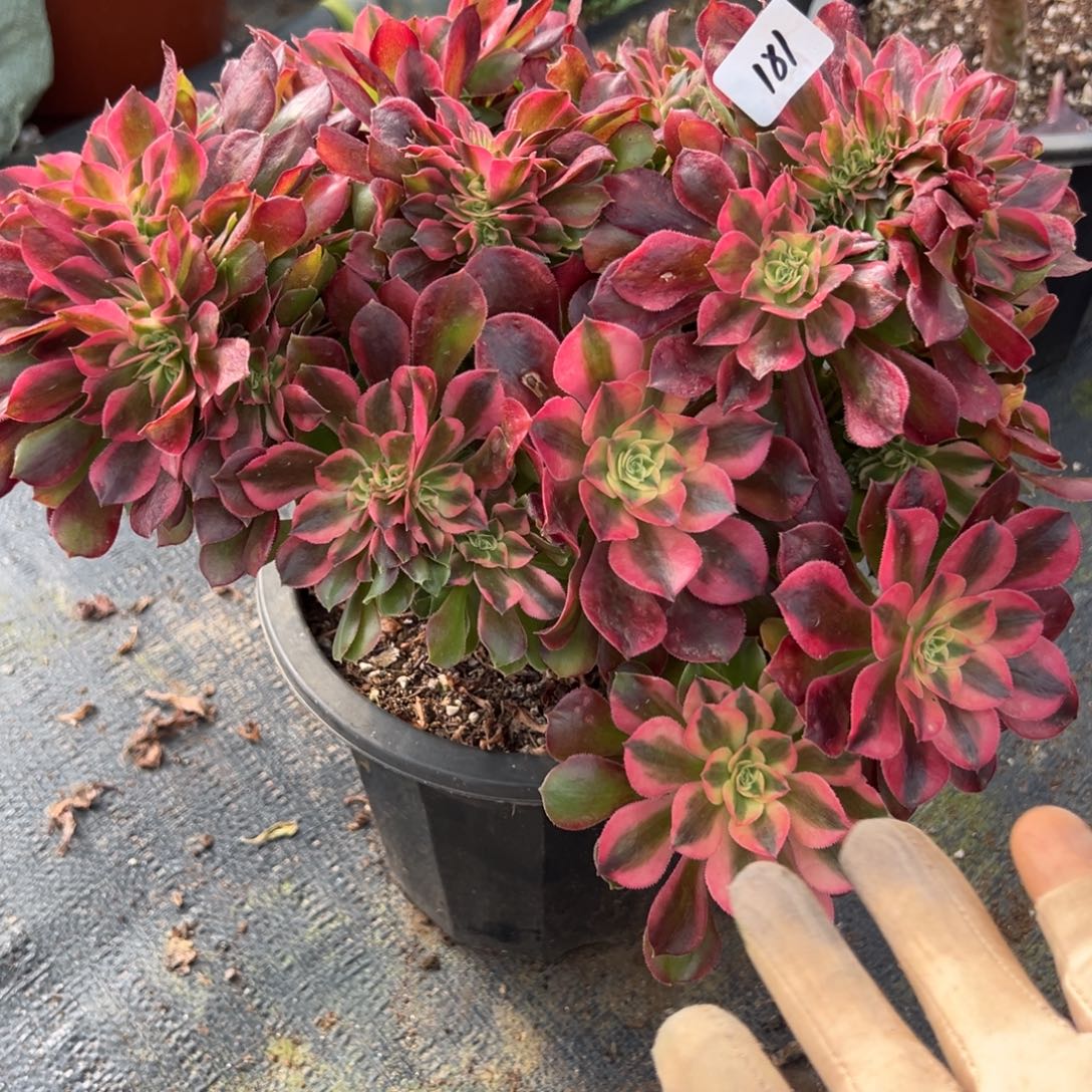 九***秋181香妃缀多肉嘻嘻嘻