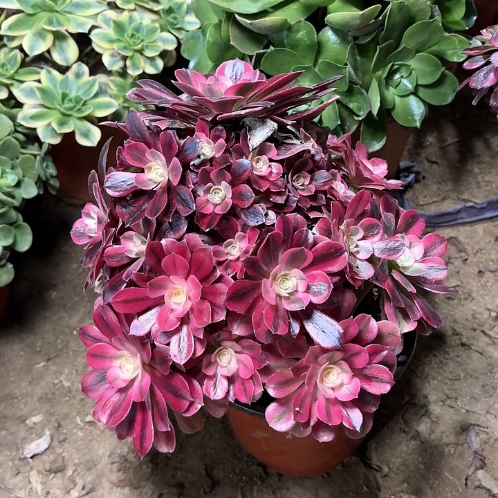 时***声多肉植物美杜莎32