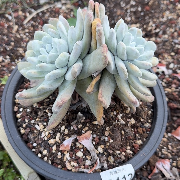 拇指仙女杯多肉植物