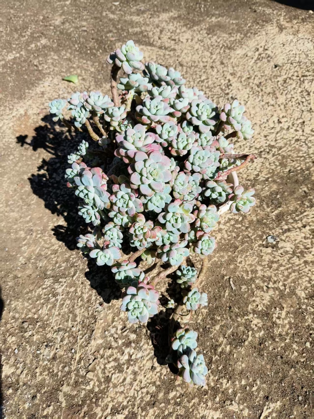 大劳尔   云南昆明勺滇滇多肉种植园多肉好样好货新手好养