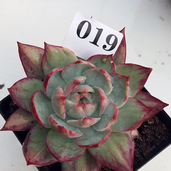 惊鸿惊鸿保底10厘米发货