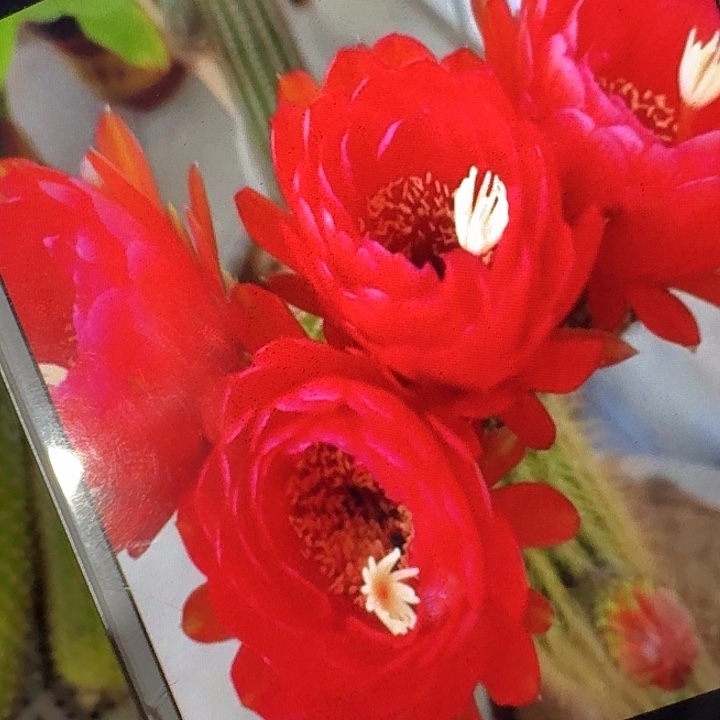 樱桃红侧芽5公分左右毛花柱