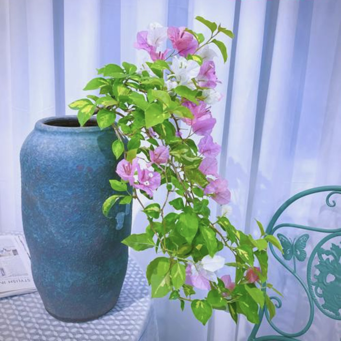 【金心橙白】三角梅 花卉盆栽绿植可飘窗爬藤垂吊新手小白好养