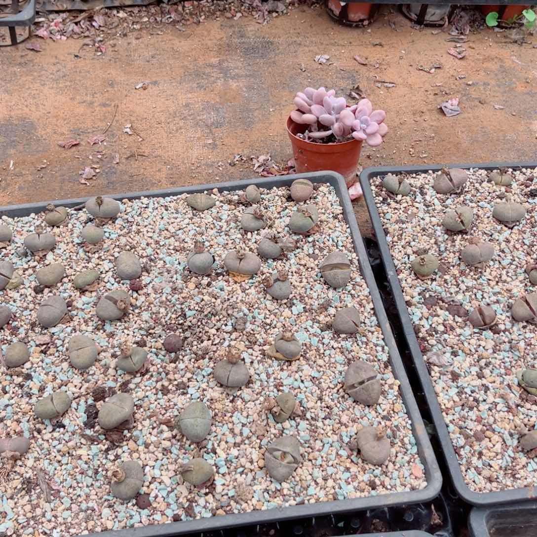 精品多肉石生花五个