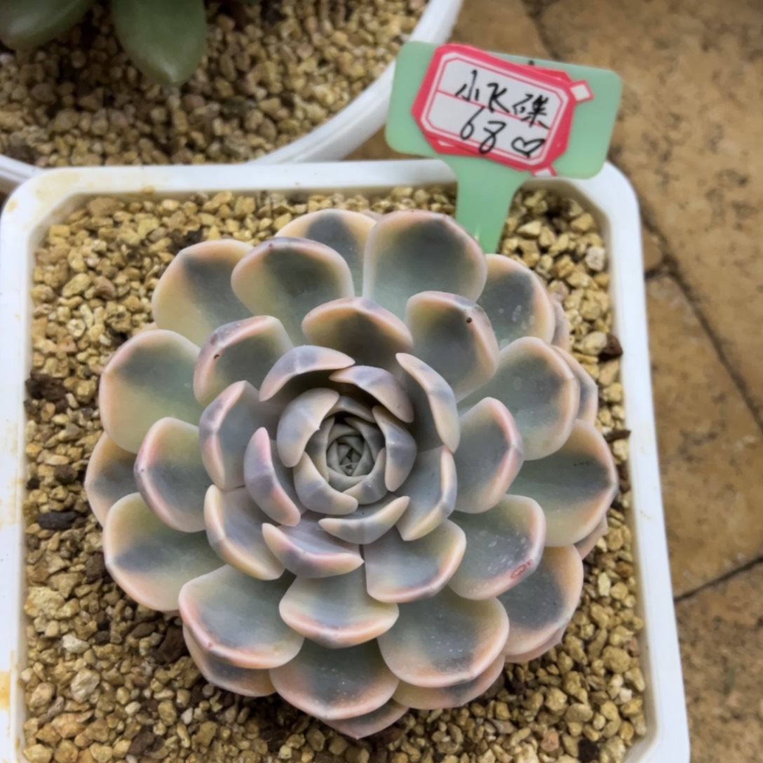 小***碟小飞碟68、            