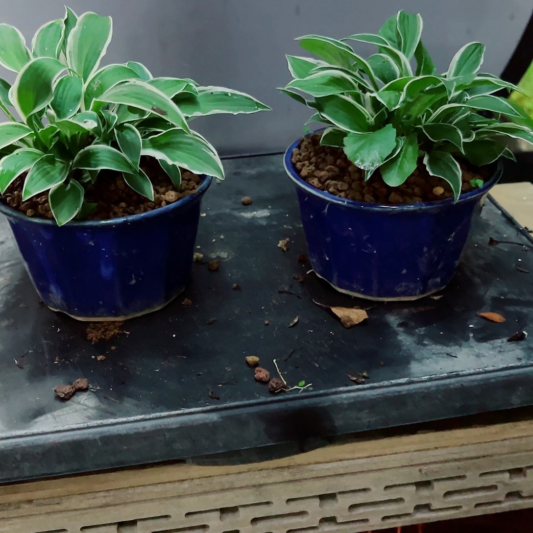 无花朵盆景皋月杜鹃草草