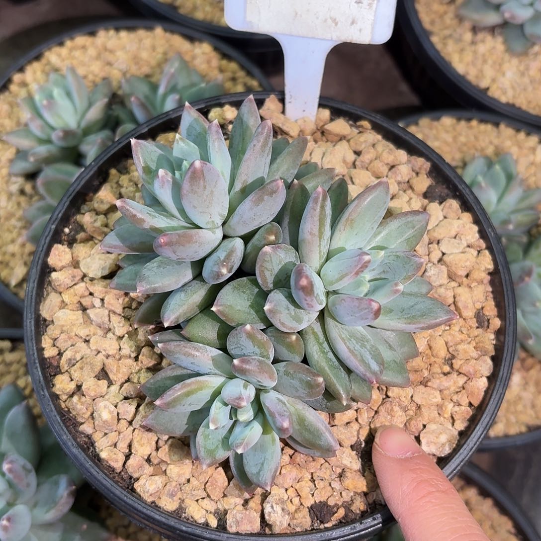 雨***尘索菲亚888888888888888