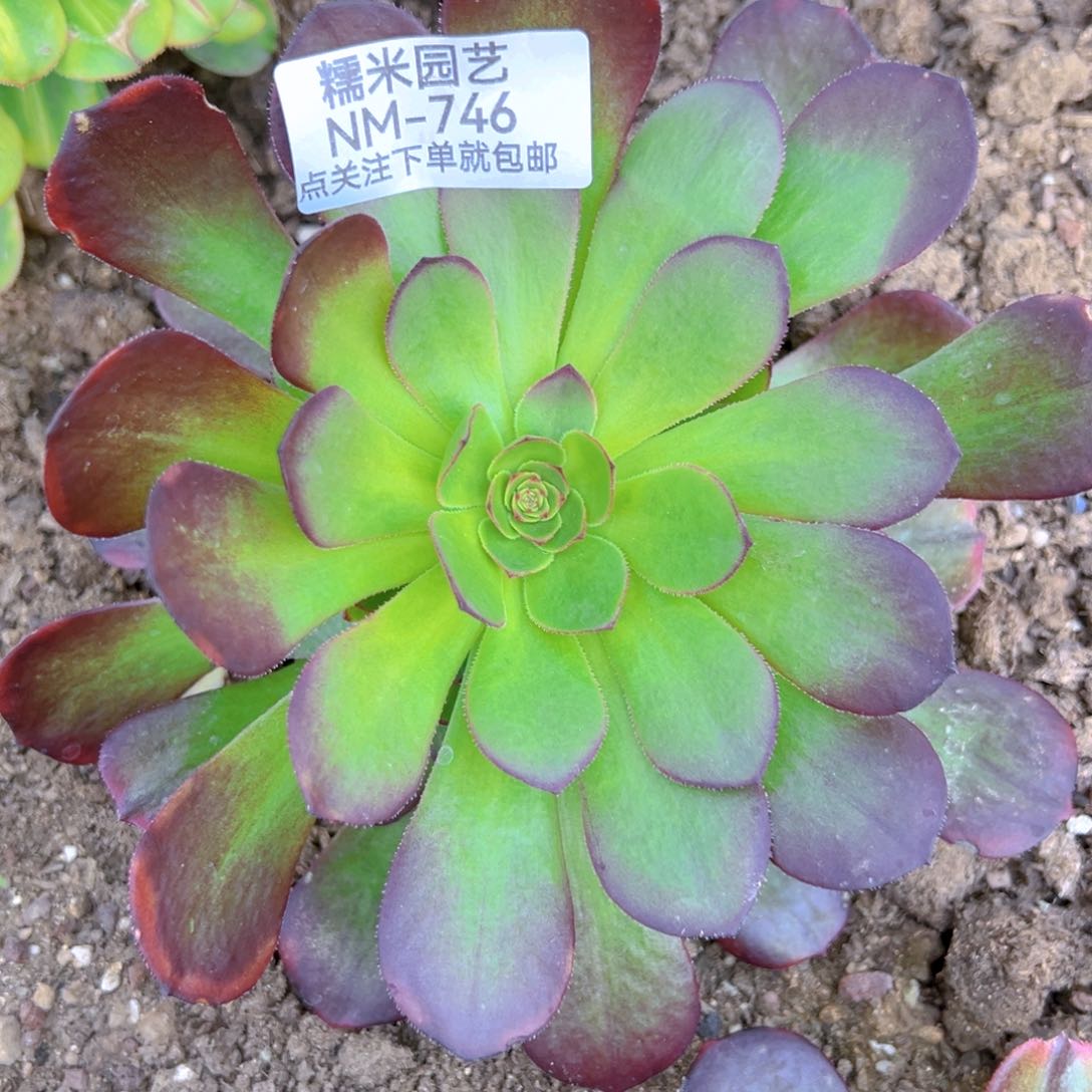 雨荷多肉植物746