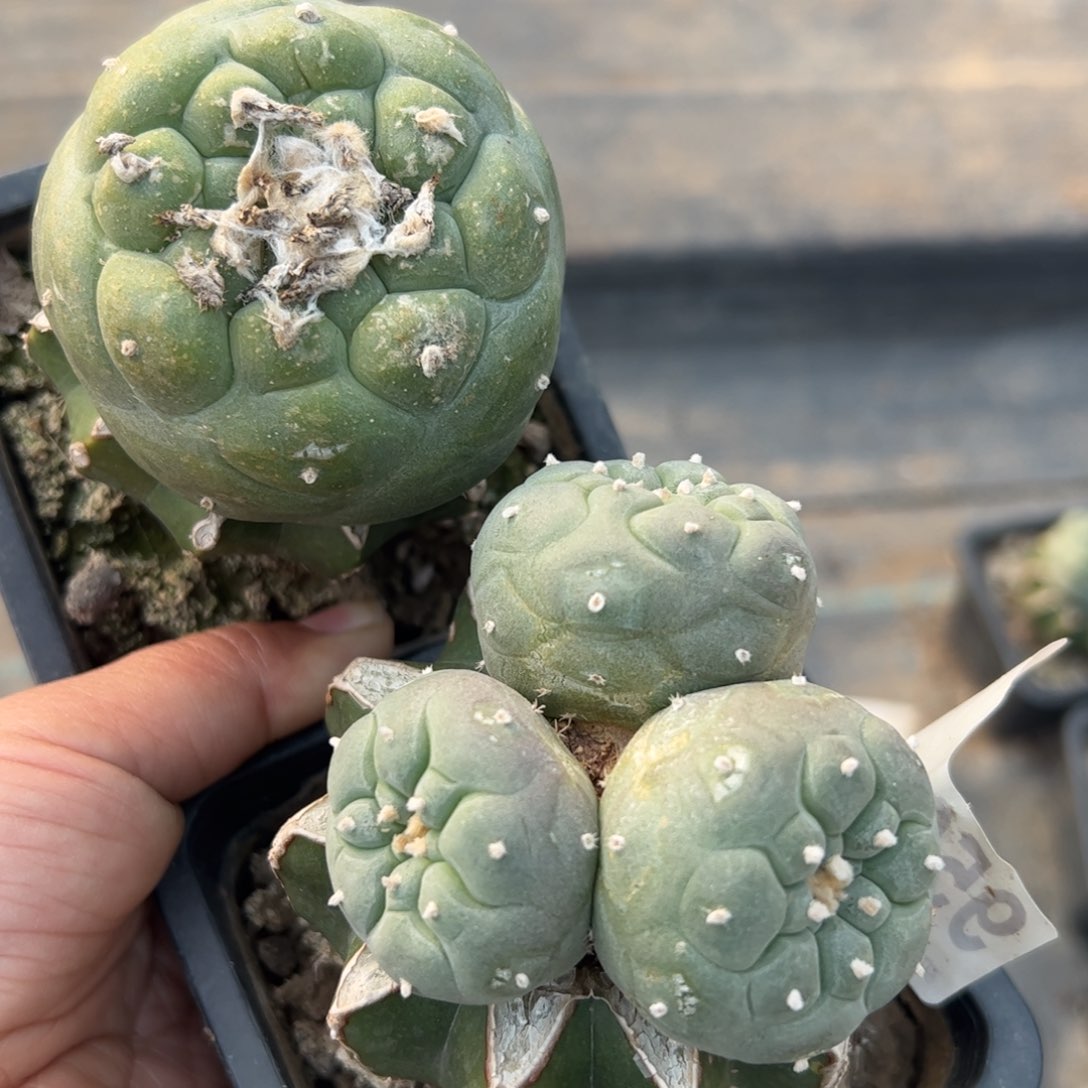 福利两颗苗接佛头仙950