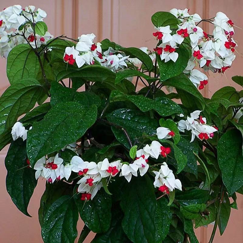 龙吐珠花带花盆栽花卉观花植物室内客厅花吸甲醛四季开花好养易活