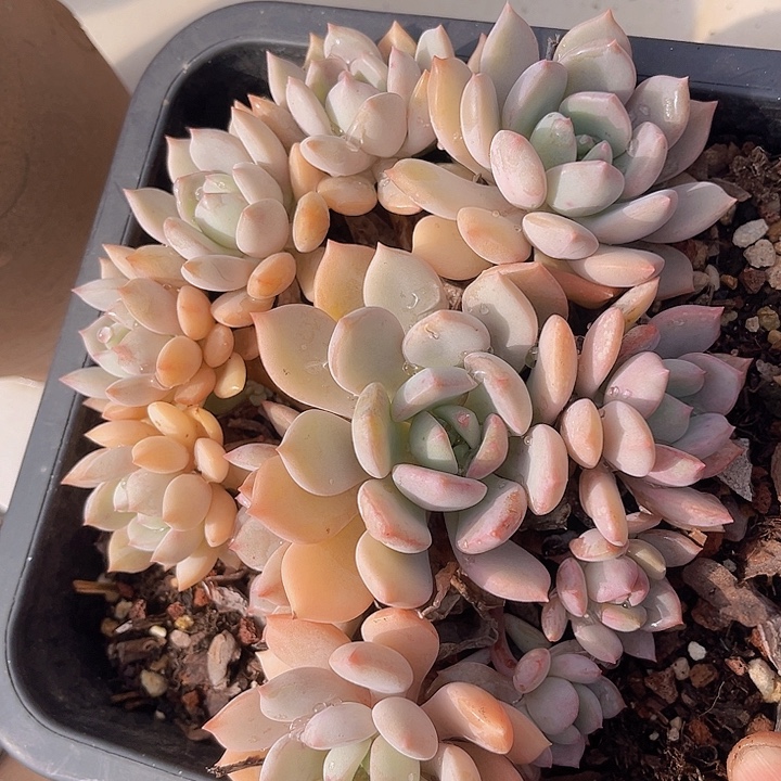 蜜桃格林0928多肉植物