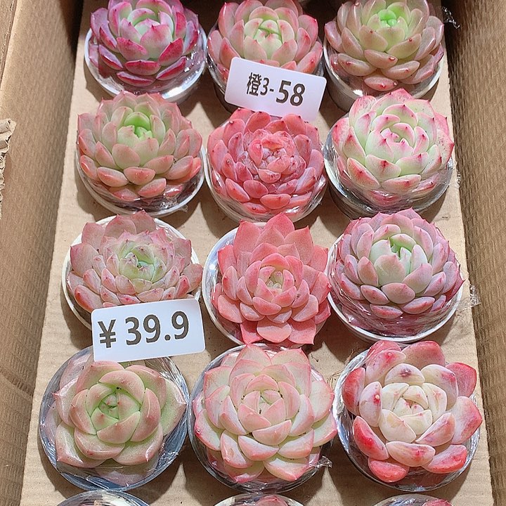 3-58一物一拍带盆18颗39.9米