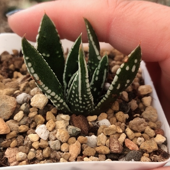 原始硬叶带盆发货哈
