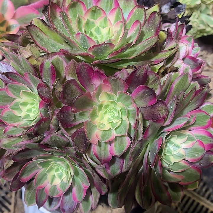 孔雀翎一颗脱土19.8